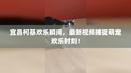 宜昌柯基欢乐瞬间，最新视频捕捉萌宠欢乐时刻！