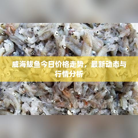 威海鲅鱼今日价格走势，最新动态与行情分析