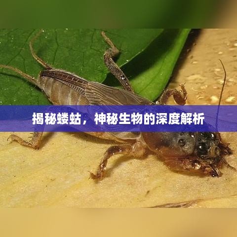 揭秘蝼蛄，神秘生物的深度解析