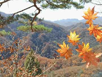 11月28日BKPP新头像启示，自然美景的心灵之旅