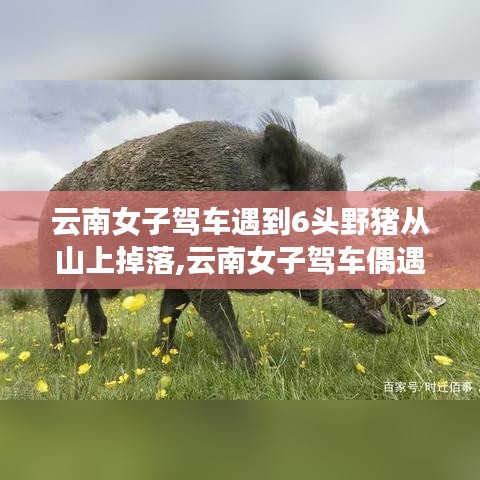 云南女子驾车偶遇六头野猪惊险下山，人与自然和谐共处考验时刻