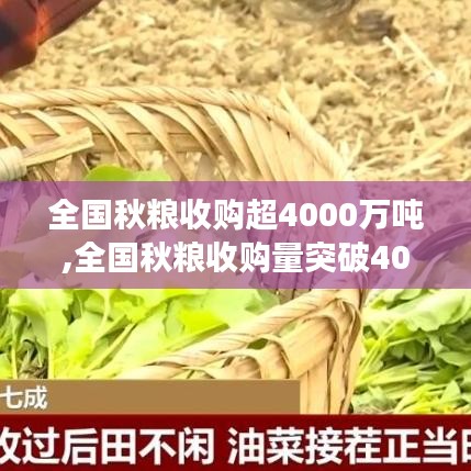 全国秋粮收购量突破4000万吨，丰收背后的故事