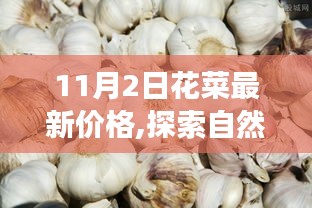 探索自然美景之旅，揭秘花菜价格行情报告，最新行情解析（11月2日）