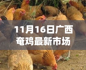 广西奄鸡最新市场价格报告（11月16日版）