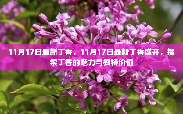 探索丁香盛开之魅力与独特价值，最新丁香盛开报道（11月17日）