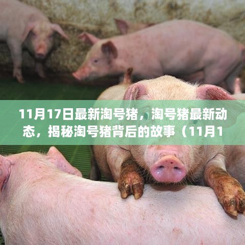 揭秘淘号猪最新动态，背后的故事揭晓（11月17日更新）