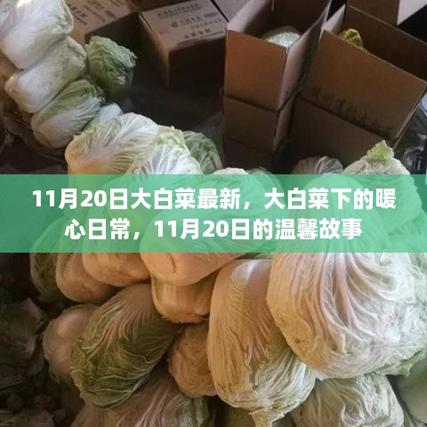 11月20日大白菜下的暖心日常，温馨故事开启