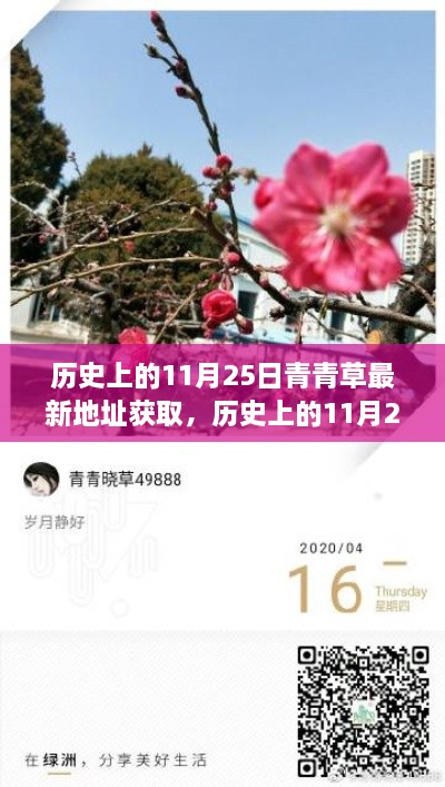 历史上的11月25日青青草最新地址揭秘，犯罪行为的警示与反思