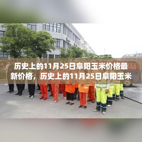 历史上的11月25日阜阳玉米价格揭秘，最新价格查询指南与价格走势分析