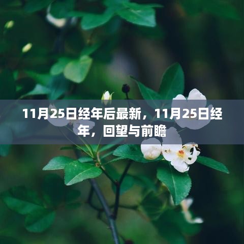 回望与前瞻，11月25日经年最新回顾与未来展望