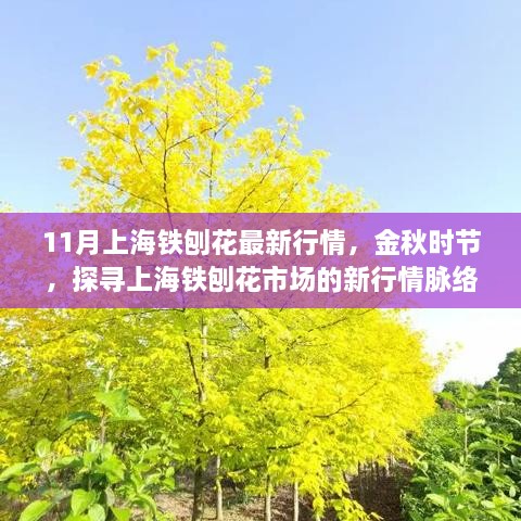 金秋上海铁刨花市场最新行情解析