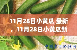 11月28日小黄瓜最新资讯，新鲜信息助你开启健康日常新姿势