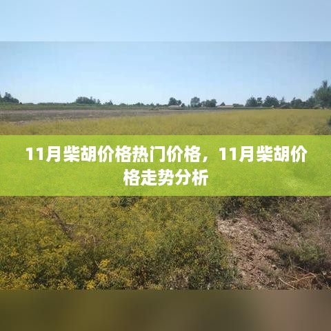 11月柴胡价格走势分析及热门价格概览