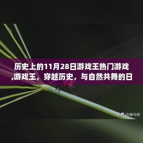 游戏王探险之旅，历史上的11月28日与自然共舞的日子