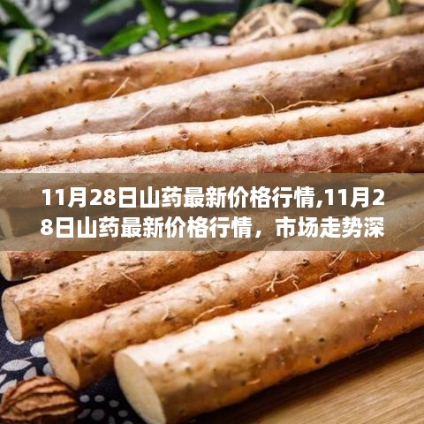 11月28日山药市场深度解析，最新价格行情与市场走势展望