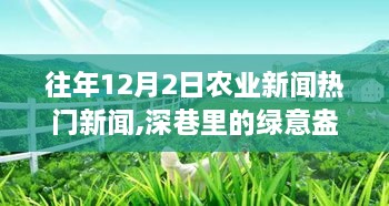 往年12月2日农业新闻热门新闻,深巷里的绿意盎然，揭秘隐藏农业新闻之星的小店故事