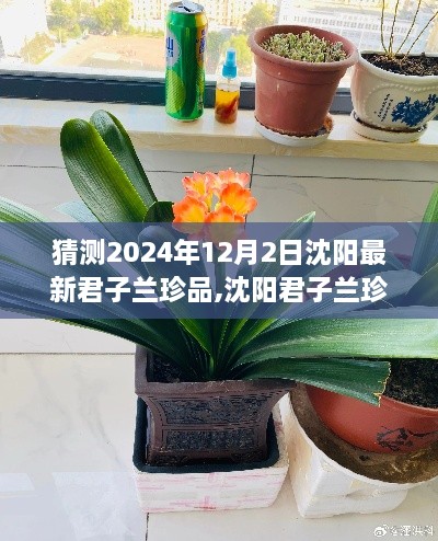 沈阳君子兰珍品探秘，跨越时空的友情之旅，预测2024年最新珍品展映。