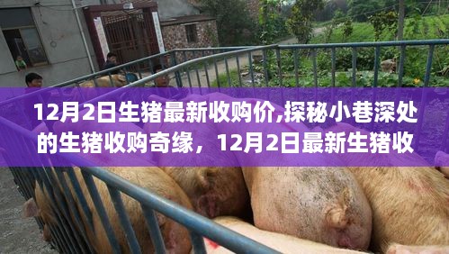 探秘小巷深处的生猪收购奇缘，独家揭秘12月最新生猪收购价