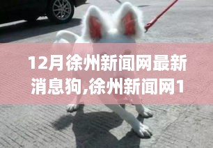 徐州新闻网12月犬事热议，最新消息与热议焦点