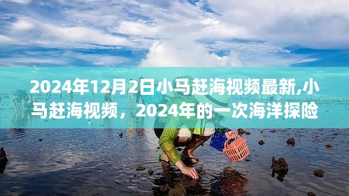 小马赶海视频，2024年海洋探险之旅的最新记录