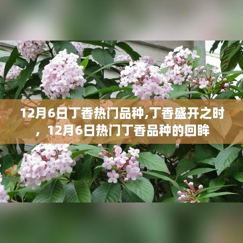 12月6日热门丁香品种回眸，盛开之时的芬芳瞩目