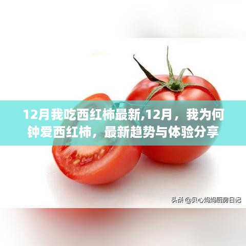 12月西红柿热潮，为何我对其情有独钟，最新趋势与体验分享