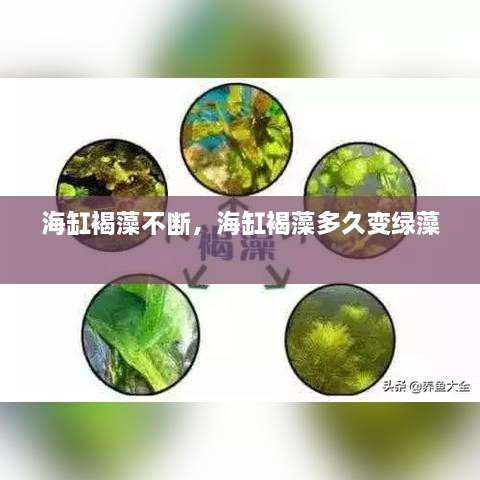 海缸褐藻不断，海缸褐藻多久变绿藻 