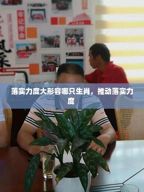 落实力度大形容哪只生肖，推动落实力度 