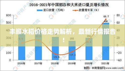 丰顺水稻价格走势解析，最新行情报告！