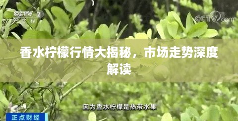 香水柠檬行情大揭秘，市场走势深度解读