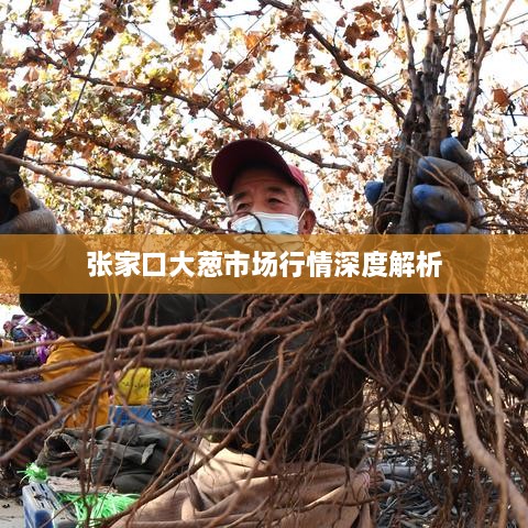 张家口大葱市场行情深度解析