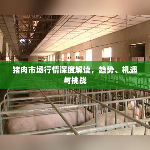 猪肉市场行情深度解读，趋势、机遇与挑战