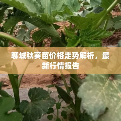 聊城秋葵苗价格走势解析，最新行情报告