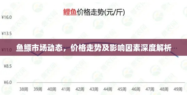 鱼鳔市场动态，价格走势及影响因素深度解析