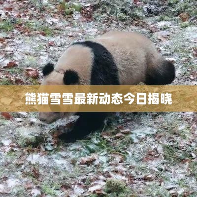 熊猫雪雪最新动态今日揭晓