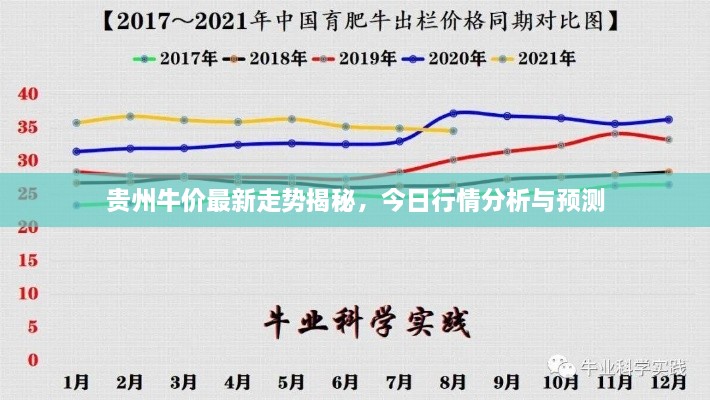 贵州牛价最新走势揭秘，今日行情分析与预测