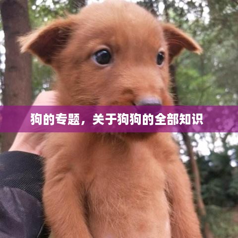 狗的专题，关于狗狗的全部知识 