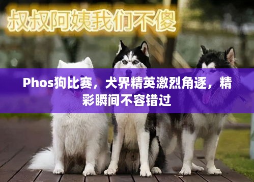 Phos狗比赛，犬界精英激烈角逐，精彩瞬间不容错过