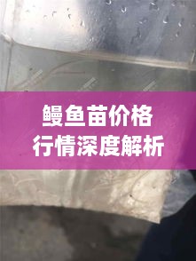 鳗鱼苗价格行情深度解析，最新动态与趋势预测