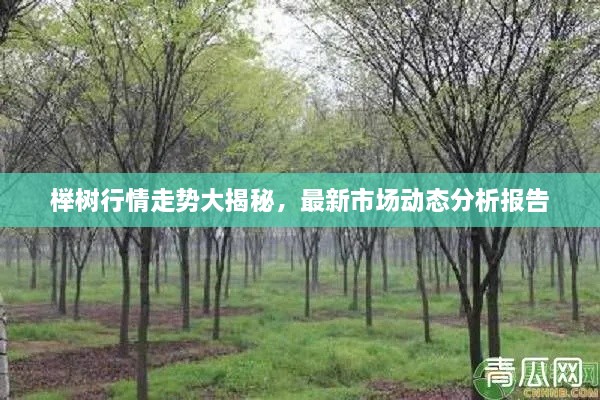 榉树行情走势大揭秘，最新市场动态分析报告