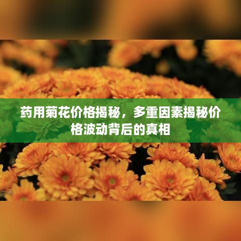 药用菊花价格揭秘，多重因素揭秘价格波动背后的真相