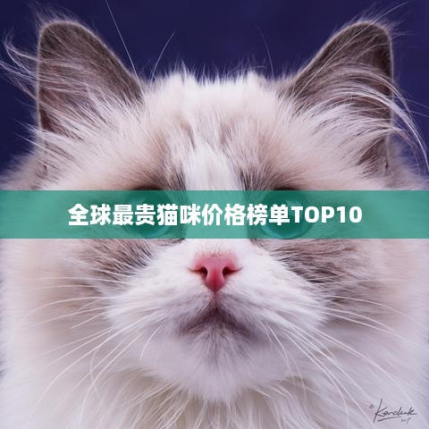 全球最贵猫咪价格榜单TOP10