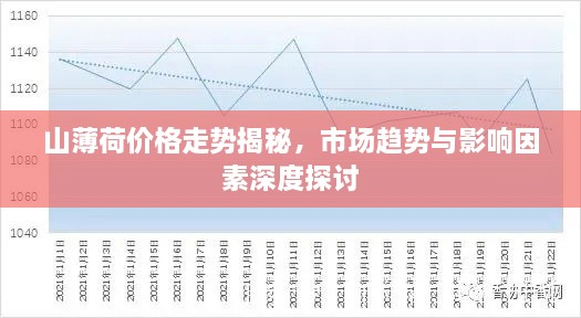 山薄荷价格走势揭秘，市场趋势与影响因素深度探讨