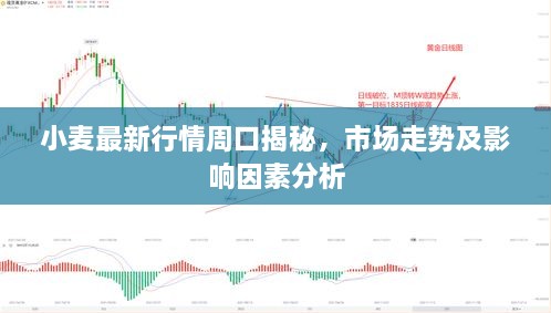 小麦最新行情周口揭秘，市场走势及影响因素分析