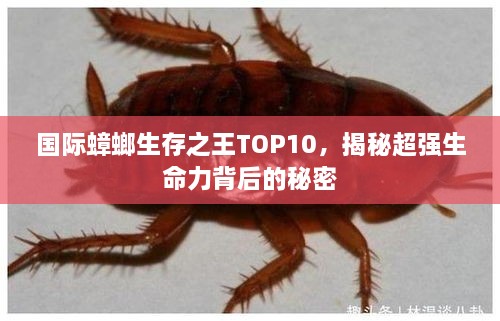 国际蟑螂生存之王TOP10，揭秘超强生命力背后的秘密