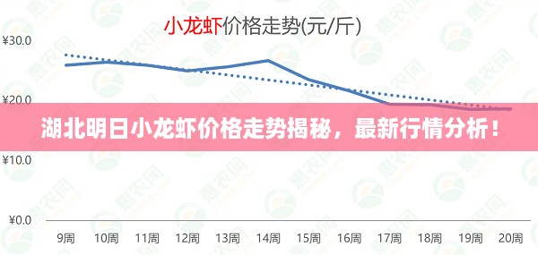 湖北明日小龙虾价格走势揭秘，最新行情分析！