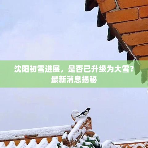 沈阳初雪进展，是否已升级为大雪？最新消息揭秘