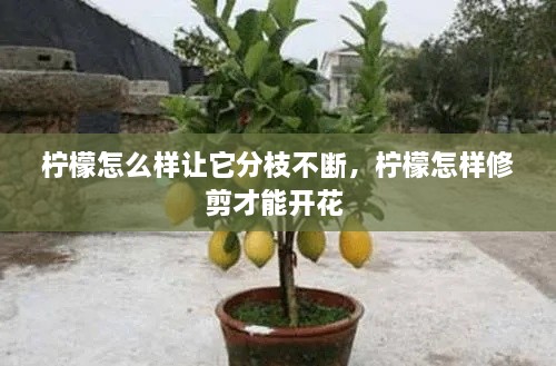 柠檬怎么样让它分枝不断，柠檬怎样修剪才能开花 