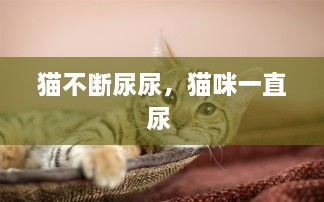 猫不断尿尿，猫咪一直尿 