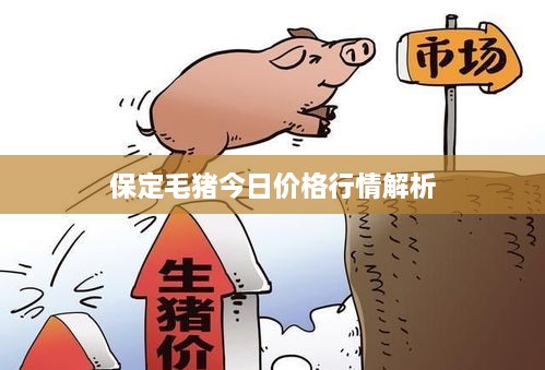 保定毛猪今日价格行情解析